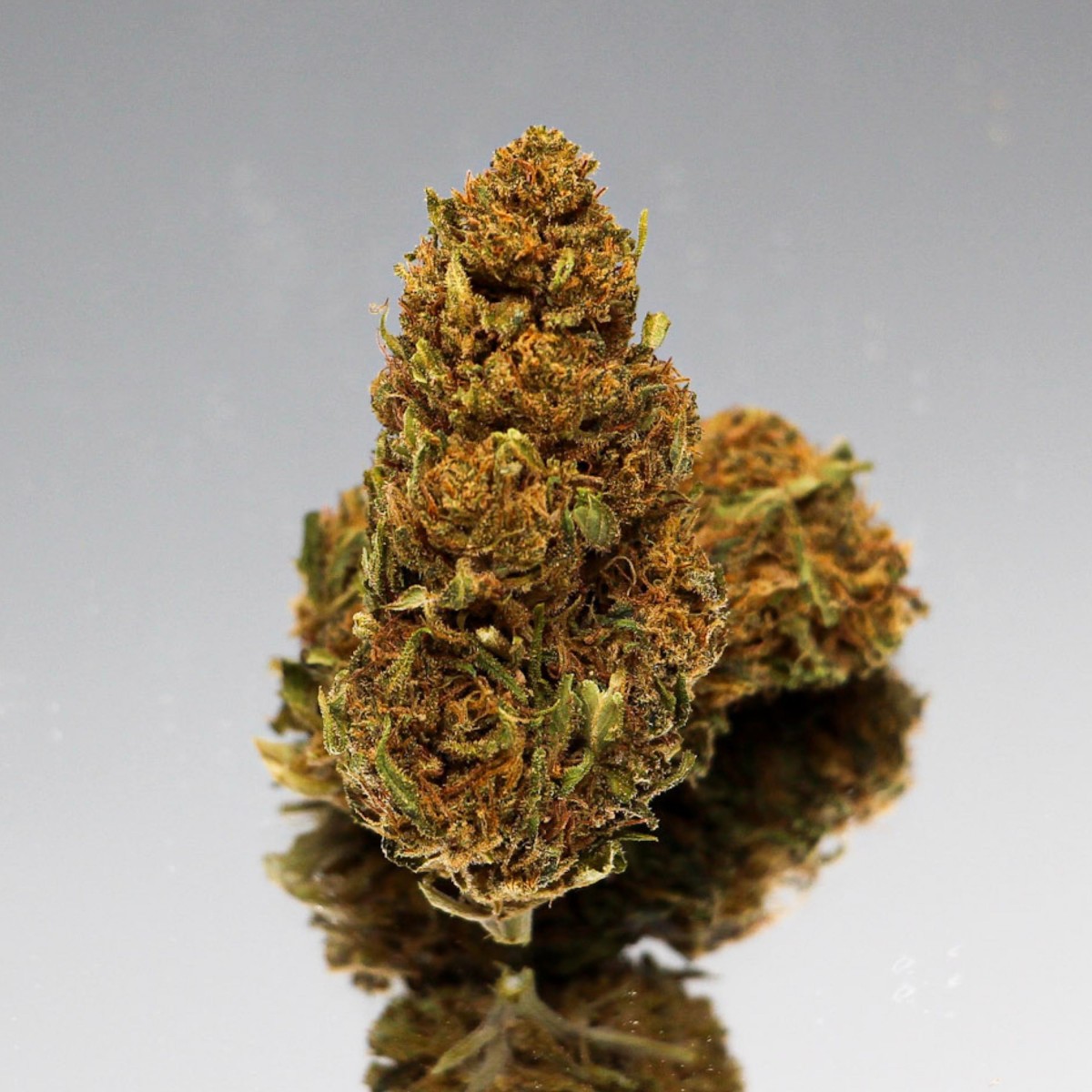 Fleur CBD Harlequin bio aux pistils orangés pour une tisane cbd apaisante et parfumée