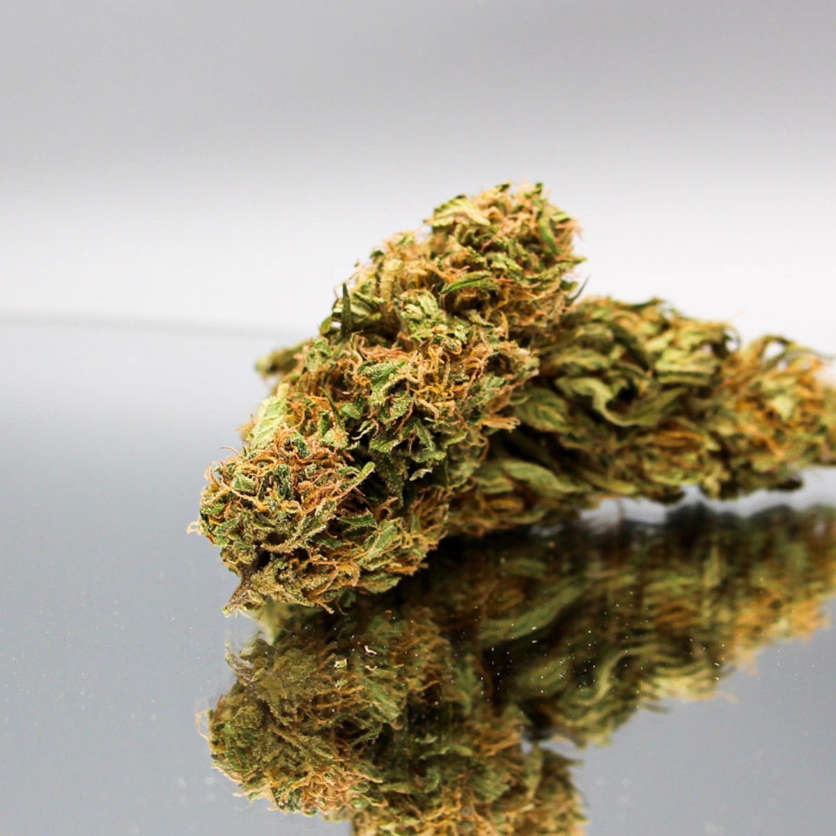 Fleur CBD Elektra bio aux pistils orangés denses. Un chanvre naturel aux saveurs intenses