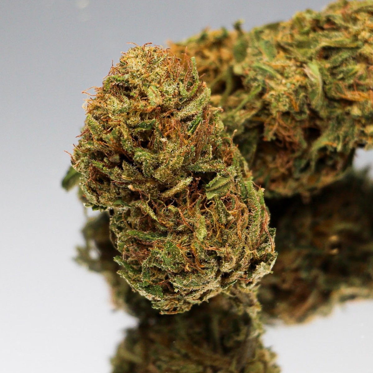 Fleur CBD Hawaiian Haze bio aux pistils fins. Chanvre premium aux notes exotiques et tropicales