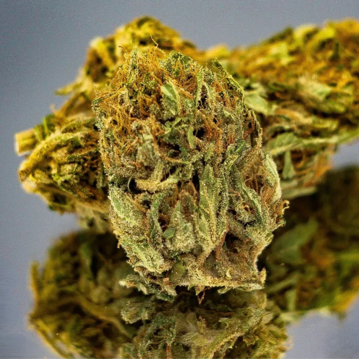 Fleur CBD Brulée bio aux pistils dorés. Un chanvre naturel aux arômes intenses et caramélisés