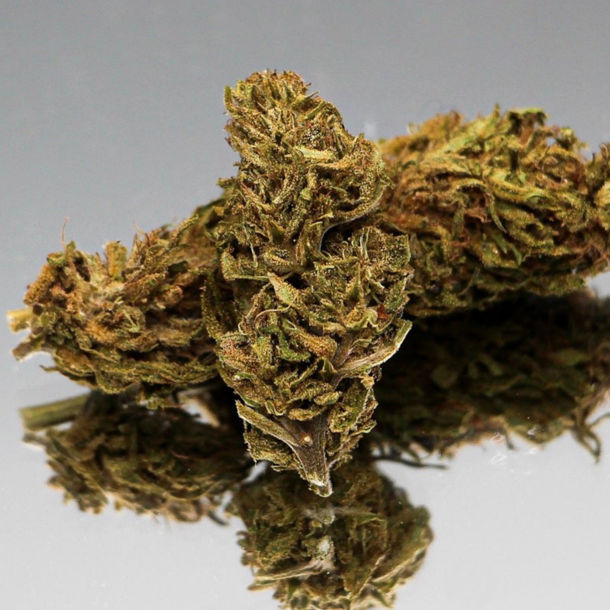 Fleur CBD Limoncello bio aux reflets ambrés. Chanvre naturel aux arômes frais et citronnés