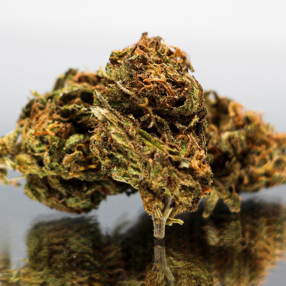 Fleur CBD Blue Berry bio aux teintes sombres et ambrées. Chanvre naturel aux notes de baies