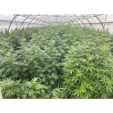 Fleurs CBD Bio - Sous Serres