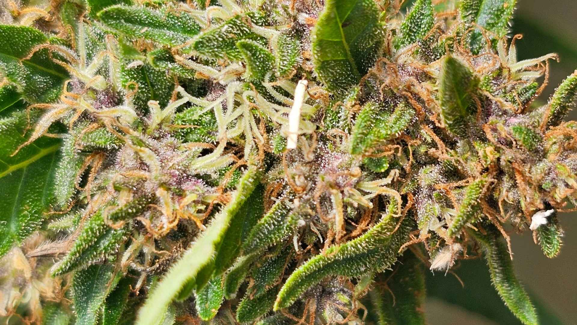 Où trouver les produits CBD bio de Trikome près de chez vous