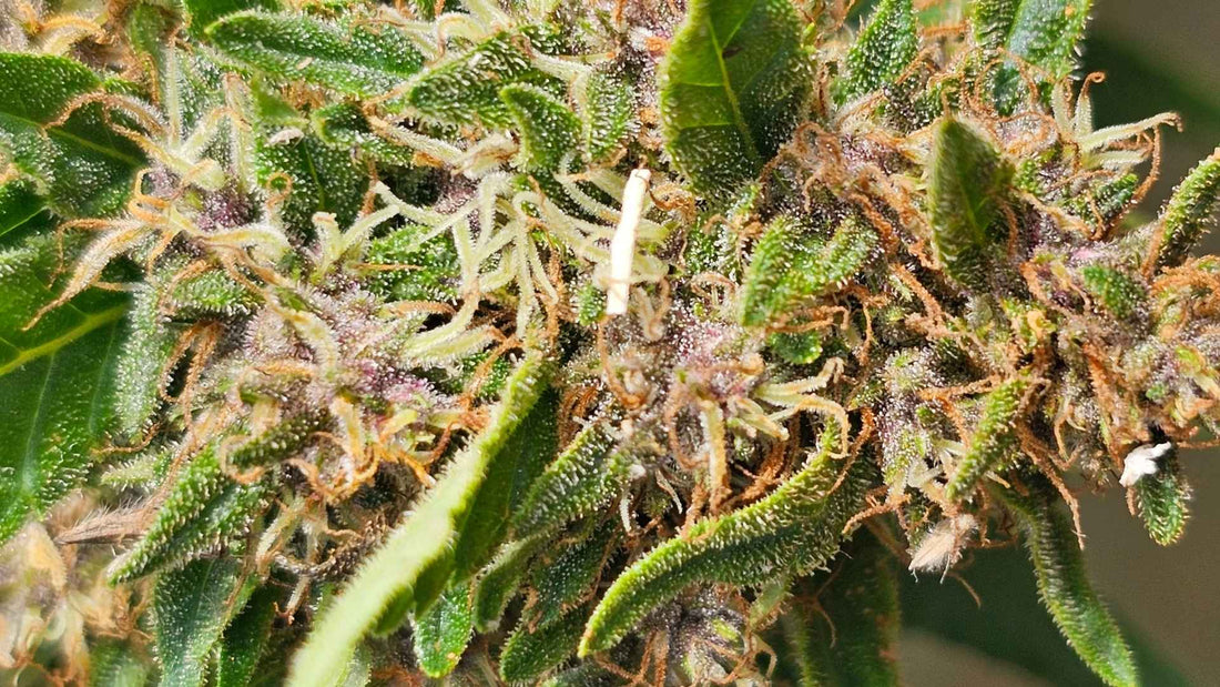 Où trouver les produits CBD bio de Trikome près de chez vous