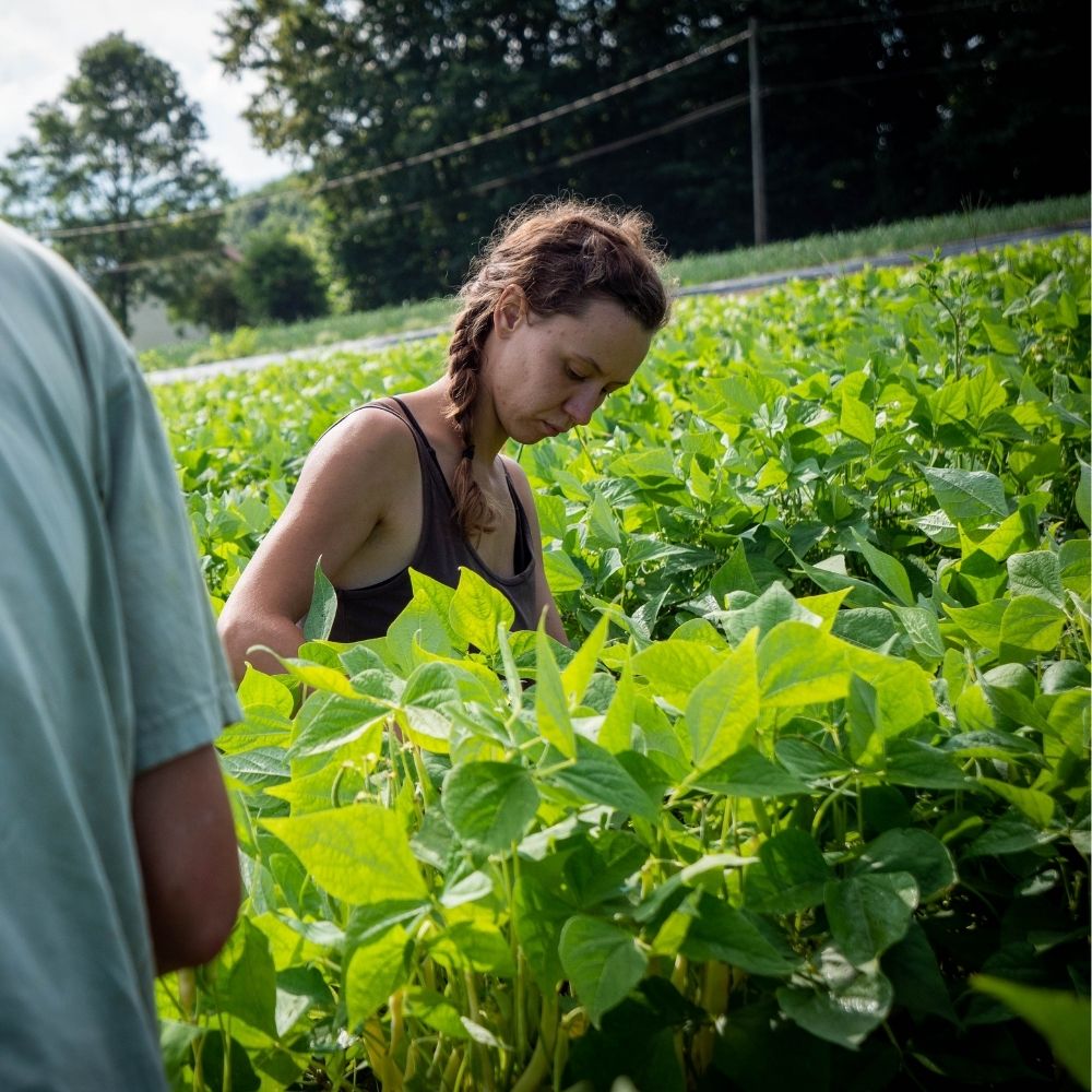 Cueillette manuelle en agriculture locale biologique illustrant un travail de terrain et une production responsable