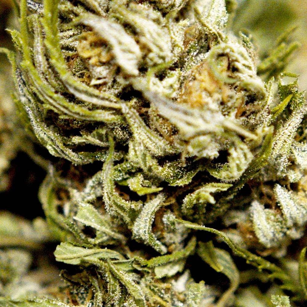 Macro de fleur CBD bio riche en trichomes illustrant la qualite et la structure vegetale du chanvre.