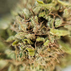 Macro fleur CBD Bleuberry avec cristaux visibles et texture compacte du bourgeon.