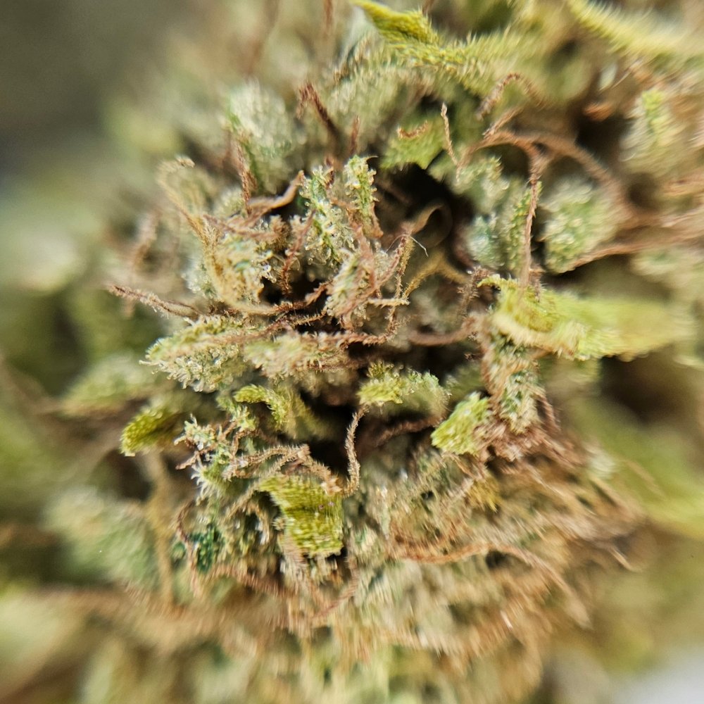 Macro fleur CBD Bleuberry avec cristaux visibles et texture compacte du bourgeon.