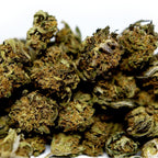 Zoom sur fleur CBD Bleuberry avec gros plan sur bourgeon compact et details des trichomes visibles.