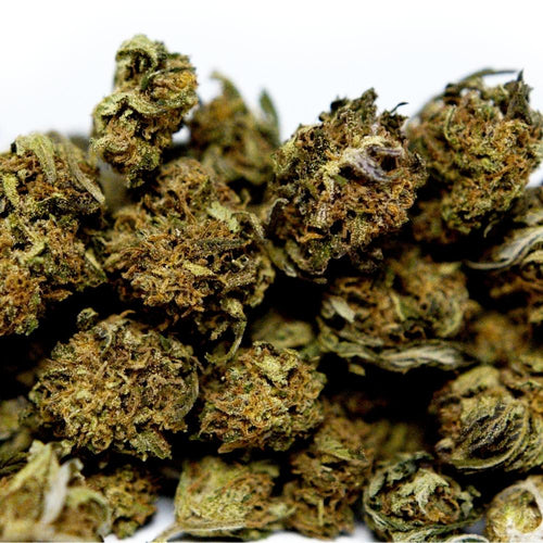 Zoom sur fleur CBD Bleuberry avec gros plan sur bourgeon compact et details des trichomes visibles.