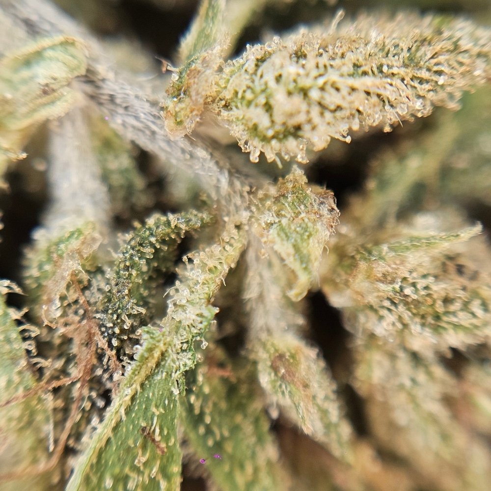 Macro fleur CBD Brulee montrant cristaux de trichomes et texture resineuse du bourgeon.