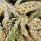Macro fleur CBD Brulee montrant cristaux de trichomes et texture resineuse du bourgeon.