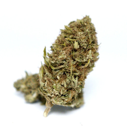 Photo fleur CBD Brulee presentant plusieurs bourgeons denses sur fond clair.