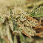 Macro fleur CBD Cannatonic avec trichomes et pistils visibles en gros plan.