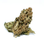 Photo fleur CBD Cannatonic montrant un bourgeon isole sur fond blanc.