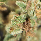 Macro fleur CBD Elektra avec gros plan sur trichomes et structure du bourgeon.