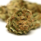 Photo fleur CBD Elektra avec bourgeon compact et details des feuilles.