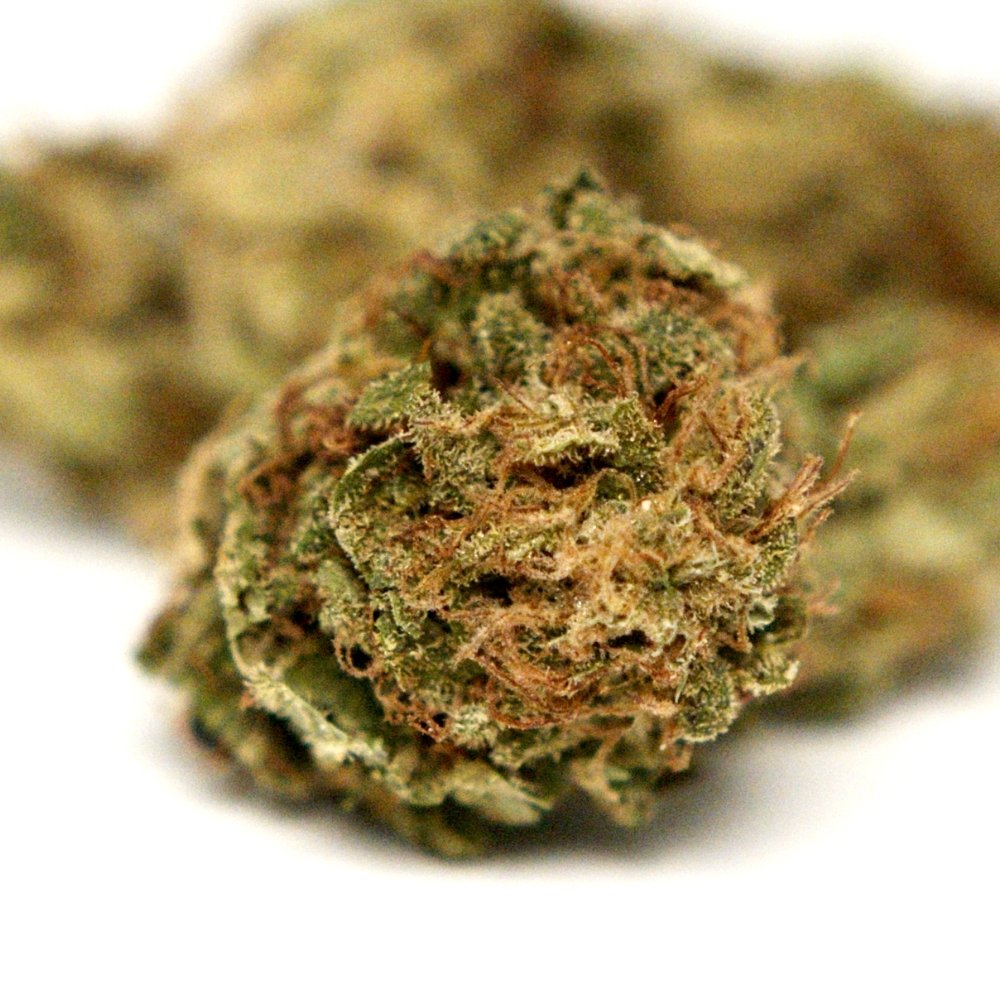 Photo fleur CBD Elektra avec bourgeon compact et details des feuilles.