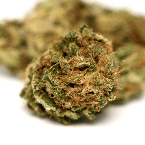 Photo fleur CBD Elektra avec bourgeon compact et details des feuilles