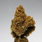 Fleur CBD Harlequin bio aux pistils orangés pour une tisane cbd apaisante et parfumée