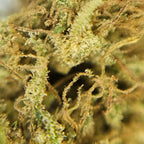 Macro fleur CBD Harlequin avec gros plan sur trichomes et pistils entremeles.