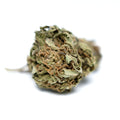 Photo fleur CBD Harlequin montrant un bourgeon compact sur fond blanc.