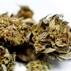 Zoom sur fleur CBD Harlequin avec details de surface et cristaux visibles.