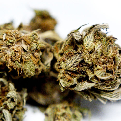 Zoom sur fleur CBD Harlequin avec details de surface et cristaux visibles.