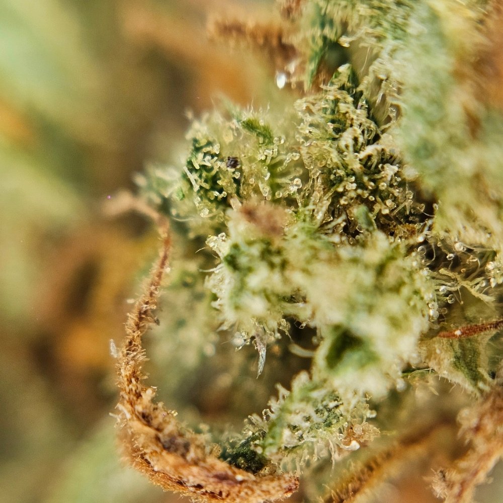 Macro fleur CBD Hawaiian avec focus sur trichomes et textures du bourgeon.