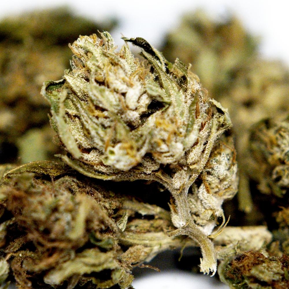 Zoom detaille sur fleur CBD Space Candy avec trichomes et feuilles proches du bourgeon.
