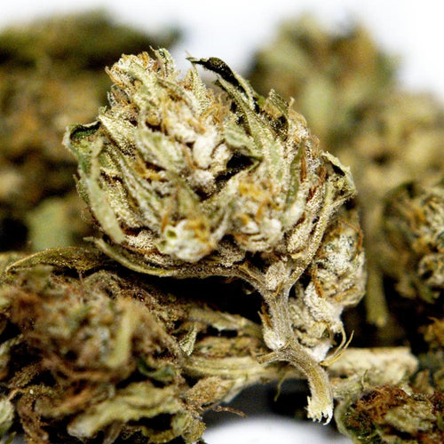 Zoom detaille sur fleur CBD Space Candy avec trichomes et feuilles proches du bourgeon.