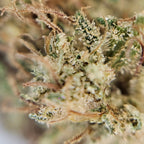Macro fleur CBD Surver Haze avec gros plan sur trichomes et texture vegetale.