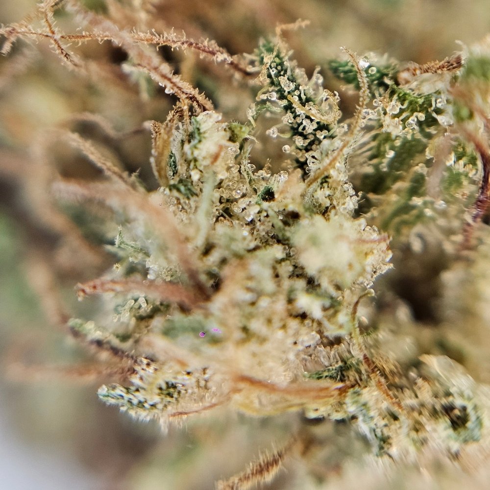 Macro fleur CBD Surver Haze avec gros plan sur trichomes et texture vegetale.