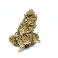 Photo fleur CBD Surver Haze montrant un bourgeon compact sur fond blanc.