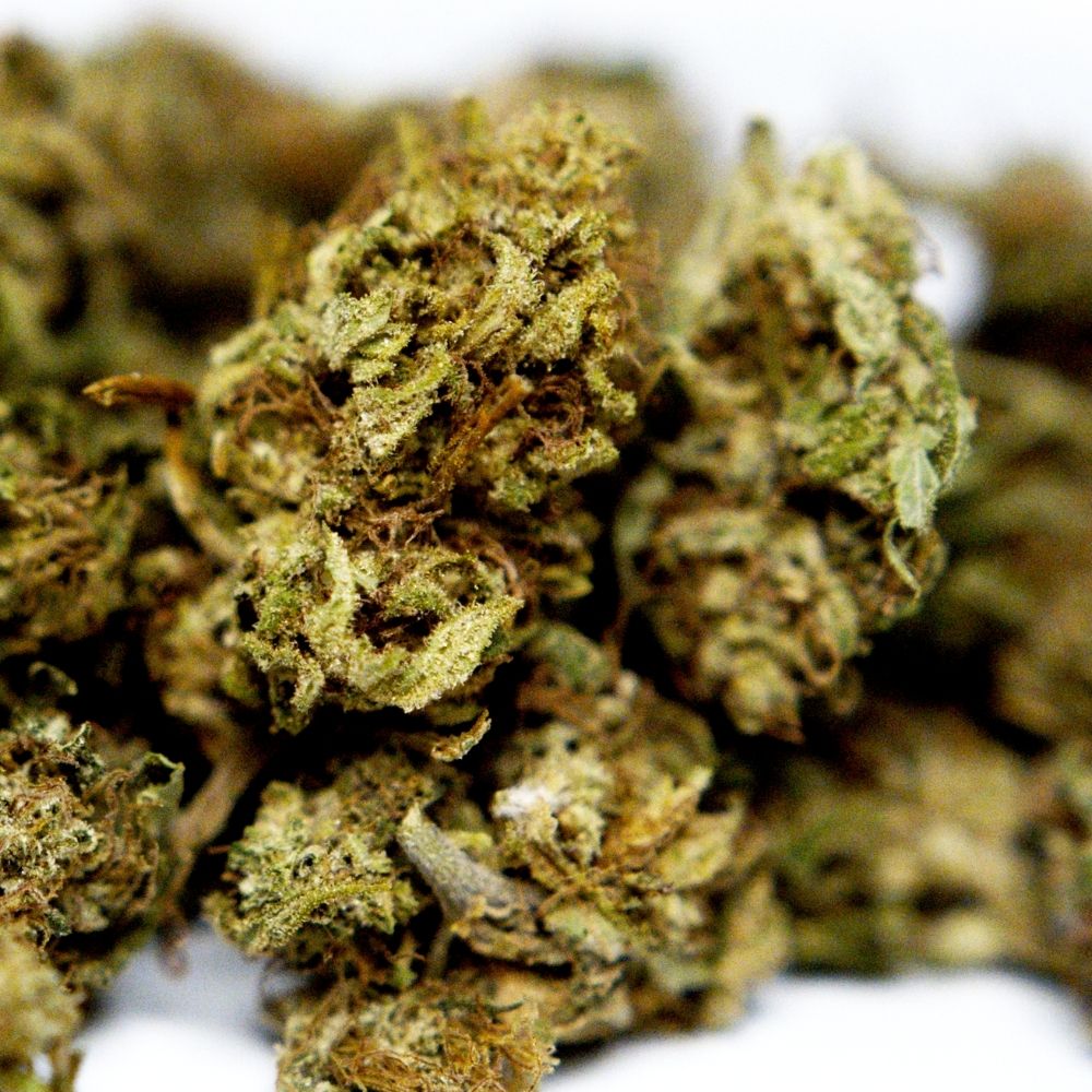 Zoom sur fleur CBD Surver Haze avec detail des trichomes et pistils entremeles.
