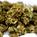 Zoom sur fleur CBD Surver Haze avec detail des trichomes et pistils entremeles.