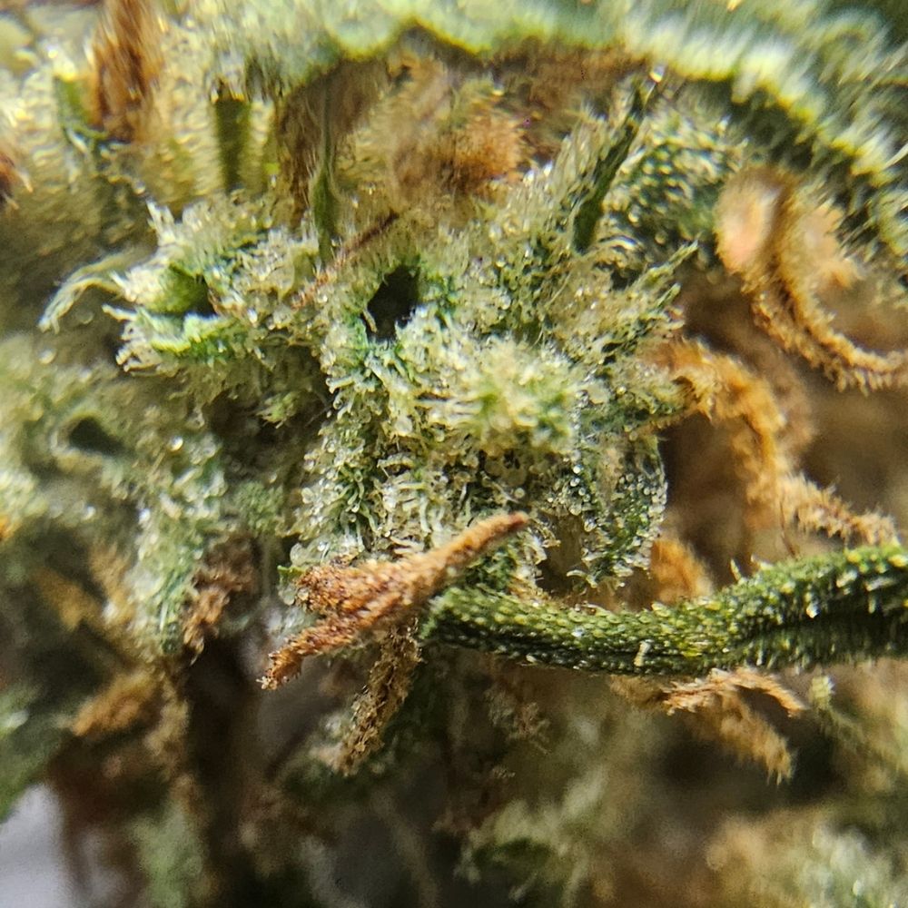 Macro fleur CBD Yuzu Orange montrant cristaux et texture resineuse du bourgeon.
