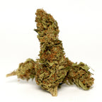 Photo fleur CBD Yuzu Orange avec bourgeon isole sur fond blanc.