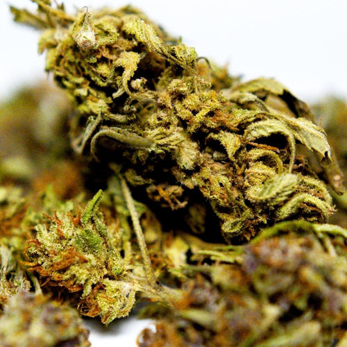 Zoom detaille sur fleur CBD Yuzu Orange avec trichomes visibles en gros plan.