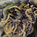 Macro fleur CBD Yuzu Purple avec contraste de teintes et cristaux visibles.