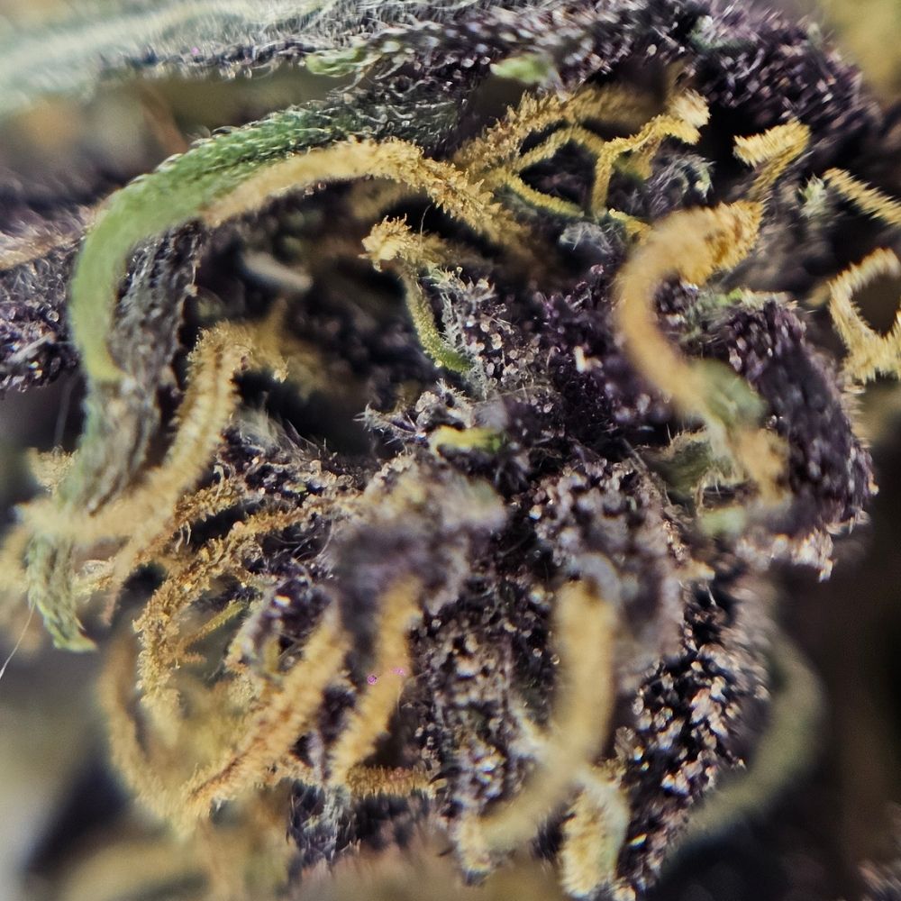 Macro fleur CBD Yuzu Purple avec contraste de teintes et cristaux visibles.