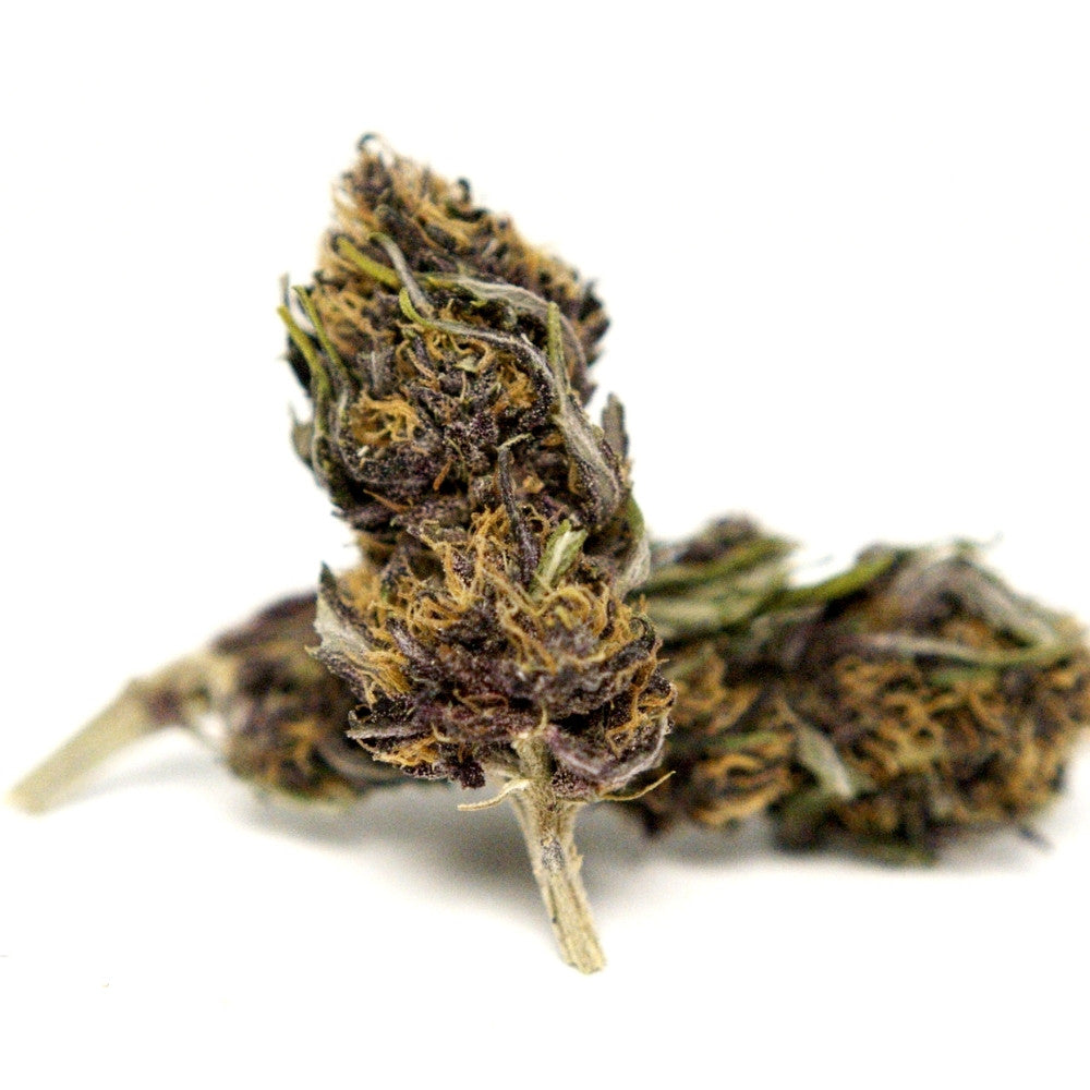 Photo fleur CBD Yuzu Purple montrant un bourgeon aux nuances violettes sur fond blanc.