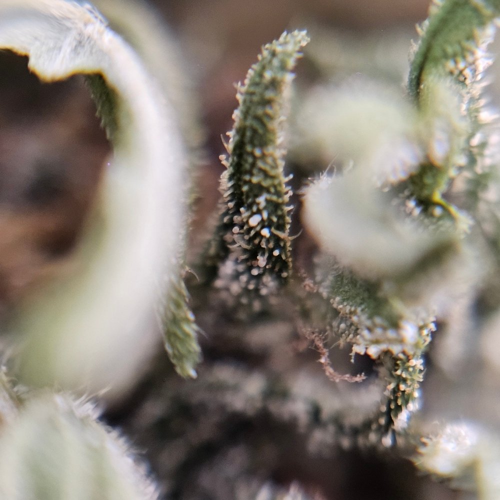 Macro fleur CBG White CBG avec gros plan sur trichomes et details des feuilles.