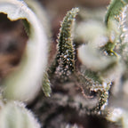 Macro fleur CBG White CBG avec gros plan sur trichomes et details des feuilles.