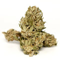 Photo fleur CBG White CBG montrant un bourgeon clair pose sur fond blanc.