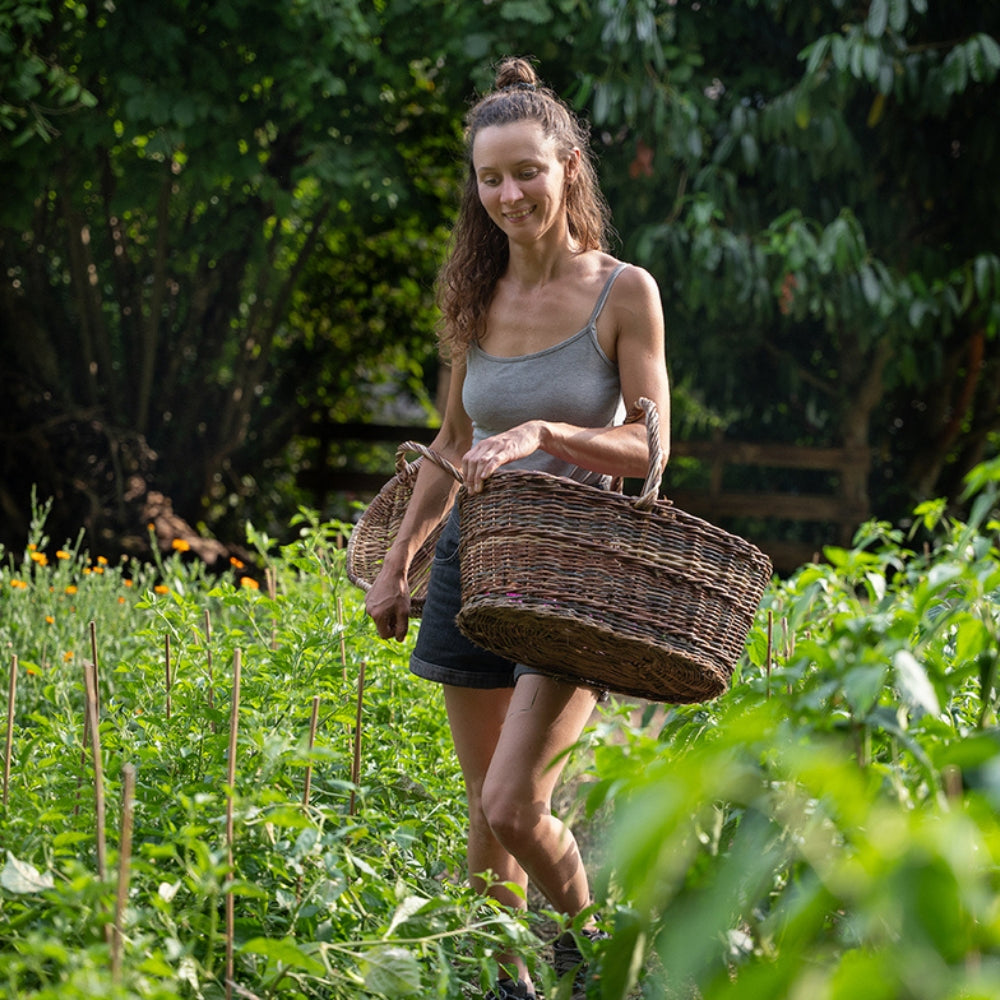 Personne récoltant des légumes dans un potager en agriculture biologique avec un panier en osier, au sein d’une ferme locale entourée de végétation.