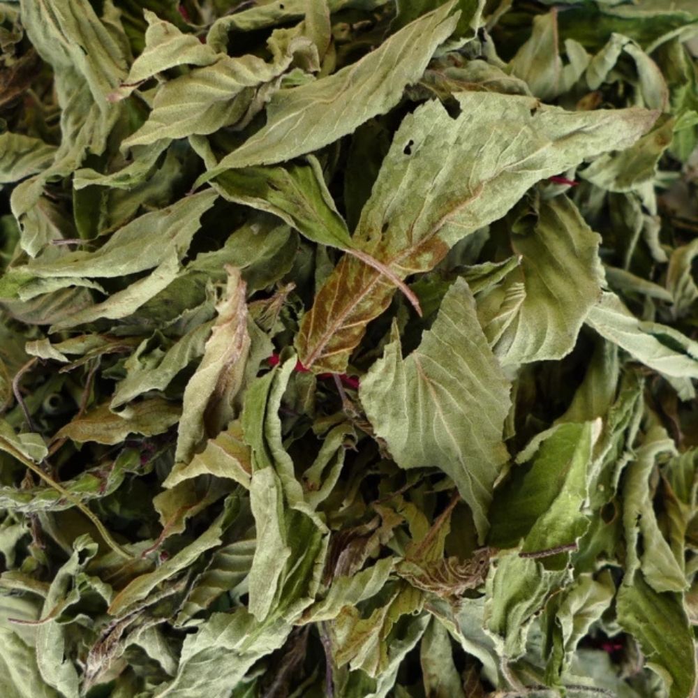 Feuilles de sauge ananas sechees pour tisane bio aux notes vegetales et subtilement fruitées.